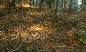 Terrassa Espais Verds prevención incendios medioambiente gestión forestal