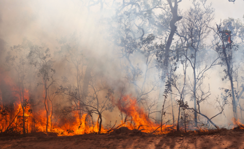 Espais Verds del Vallès Prevenir incendios Prevención de incendios forestales Cortafuegos Reducir el riesgo de incendios Gestión forestal Sostenible Protección contra incendios Residuos forestales Gestión de residuos Gestión de residuos forestales Fire Prevention Forest Fire Prevention Firebreaks Fire Risk Reduction Sustainable Forest Management Fire Protection Forest Waste Waste Management Forest Waste Management Prevenir incendis Prevenció d'incendis forestals Tallafocs Reduir el risc d'incendis Gestió forestal sostenible Protecció contra incendis Residus forestals Gestió de residus Gestió de residus forestals