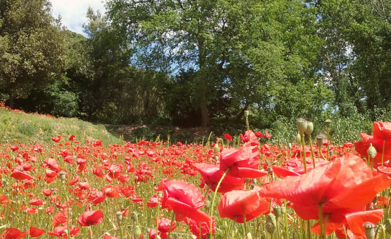 Espais Verds del Vallès Prevenir incendios Prevención de incendios forestales Cortafuegos Reducir el riesgo de incendios Gestión forestal Sostenible Protección contra incendios Residuos forestales Gestión de residuos Gestión de residuos forestales Fire Prevention Forest Fire Prevention Firebreaks Fire Risk Reduction Sustainable Forest Management Fire Protection Forest Waste Waste Management Forest Waste Management Prevenir incendis Prevenció d'incendis forestals Tallafocs Reduir el risc d'incendis Gestió forestal sostenible Protecció contra incendis Residus forestals Gestió de residus Gestió de residus forestals