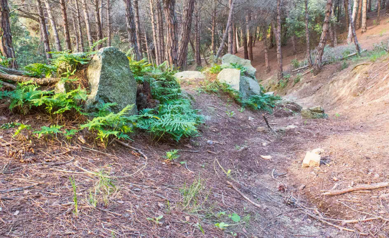 Espais Verds del Vallès Prevenir incendios Prevención de incendios forestales Cortafuegos Reducir el riesgo de incendios Gestión forestal Sostenible Protección contra incendios Residuos forestales Gestión de residuos Gestión de residuos forestales Fire Prevention Forest Fire Prevention Firebreaks Fire Risk Reduction Sustainable Forest Management Fire Protection Forest Waste Waste Management Forest Waste Management Prevenir incendis Prevenció d'incendis forestals Tallafocs Reduir el risc d'incendis Gestió forestal sostenible Protecció contra incendis Residus forestals Gestió de residus Gestió de residus forestals