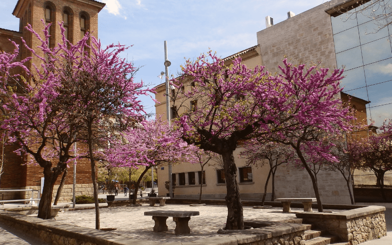 TMA EMPRESA DE GESTIÓN DE RESIDUOS ESPAIS VERDS DEL VALLÈS PODA DE ÁRBOLES ARBOLADO URBANO PODA DEL ARBOLADO ENTORNO URBANO CIUDADES SOSTENIBLES BIODIVERSIDAD RESIDUOS DE PODA RESTOS DE PODA ÁRBOLES URBANOS SOSTENIBILIDAD URBANA PODA EFICIENTE MÉTODOS DE PODA
EMPRESA DE GESTIÓ DE RESIDUS PODA D'ARBRES ARBRAT URBÀ PODA DE L'ARBRAT ENTORN URBÀ CIUTATS SOSTENIBLES BIODIVERSITAT RESIDUS DE PODA RESTES DE PODA ARBRES URBANS SOSTENIBILITAT URBANA PODA EFICIENT MÈTODES DE PODA
WASTE MANAGEMENT COMPANY TREE PRUNING URBAN TREES URBAN ENVIRONMENT SUSTAINABLE CITIES BIODIVERSITY EFFICIENT PRUNING PRUNING METHODS URBAN SUSTAINABILITY URBAN TREE PRUNING PRUNING WASTE 