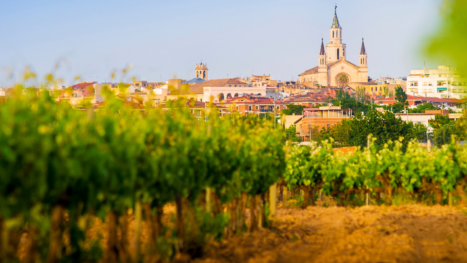 Viñedos frente al casco urbano de Vilafranca del Penedès con la basílica destacada al fondo.