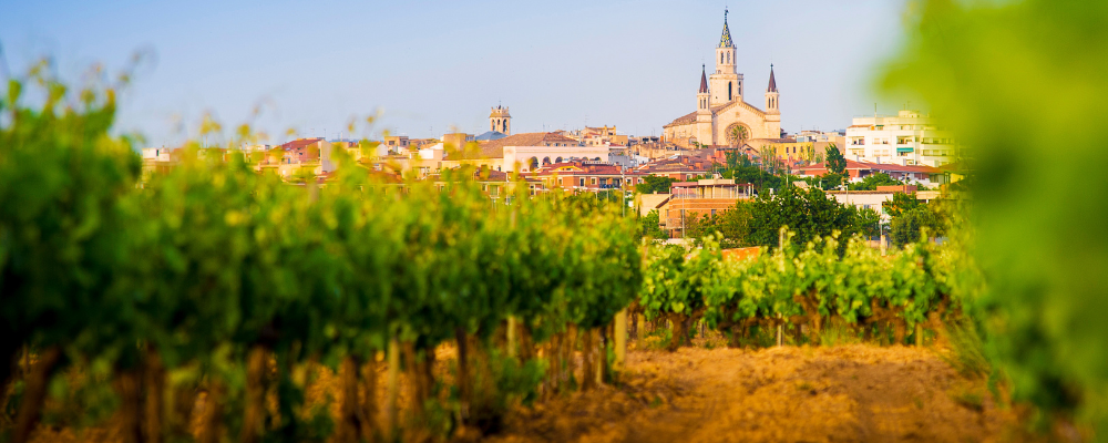 Viñedos frente al casco urbano de Vilafranca del Penedès con la basílica destacada al fondo.